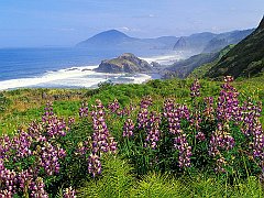 Lupines Along the California Coastline